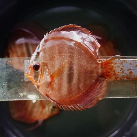 Products – Discus.com.